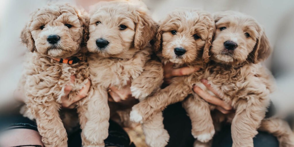 Where to Get Poodle Puppies in Delhi: A Helpful Guide