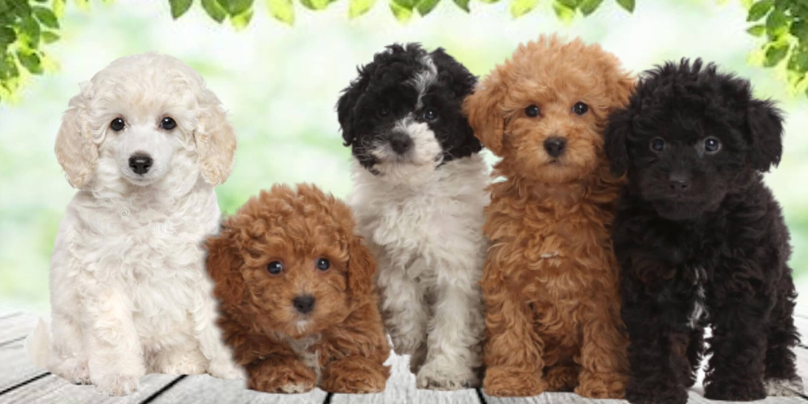 Bringing Home Joy: Why You Should Choose Our Standard Poodle and Goldendoodle Puppies