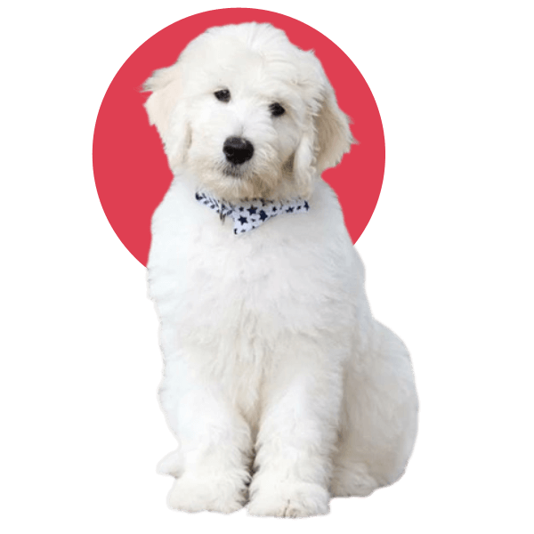 Standard poodle breed puppies