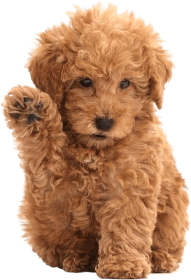 How to Find the Perfect Goldendoodle Puppy in Mumbai