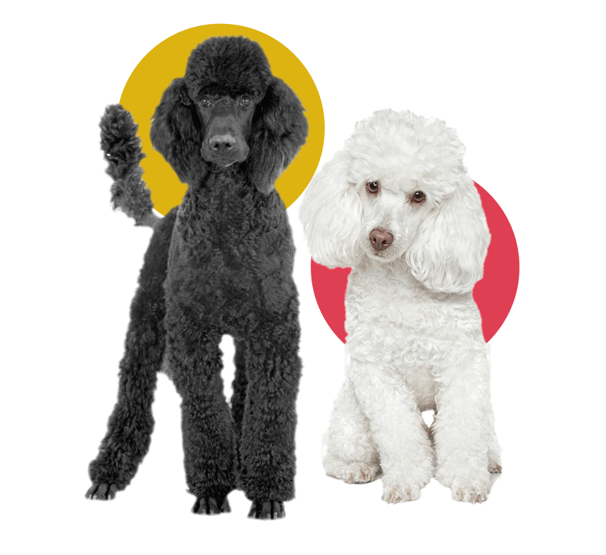 Standard poodle breed puppies