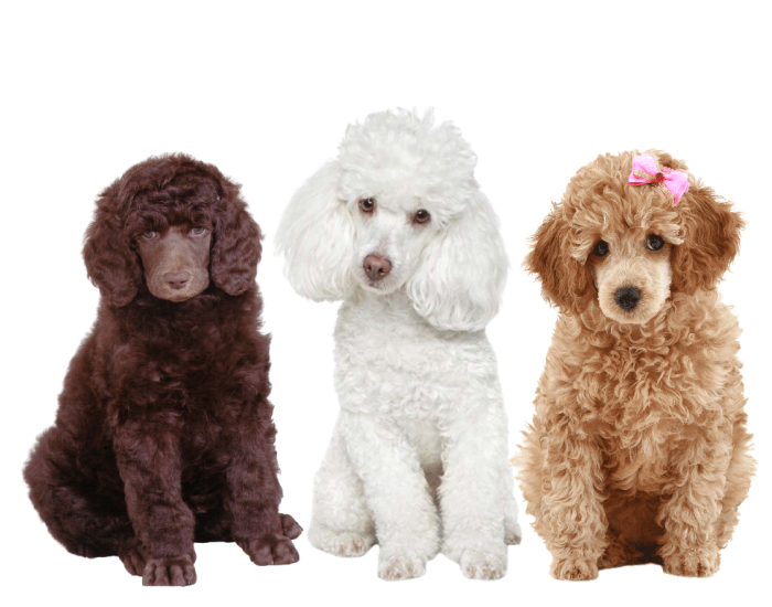 standard size poodles doodles puppy available mumbai