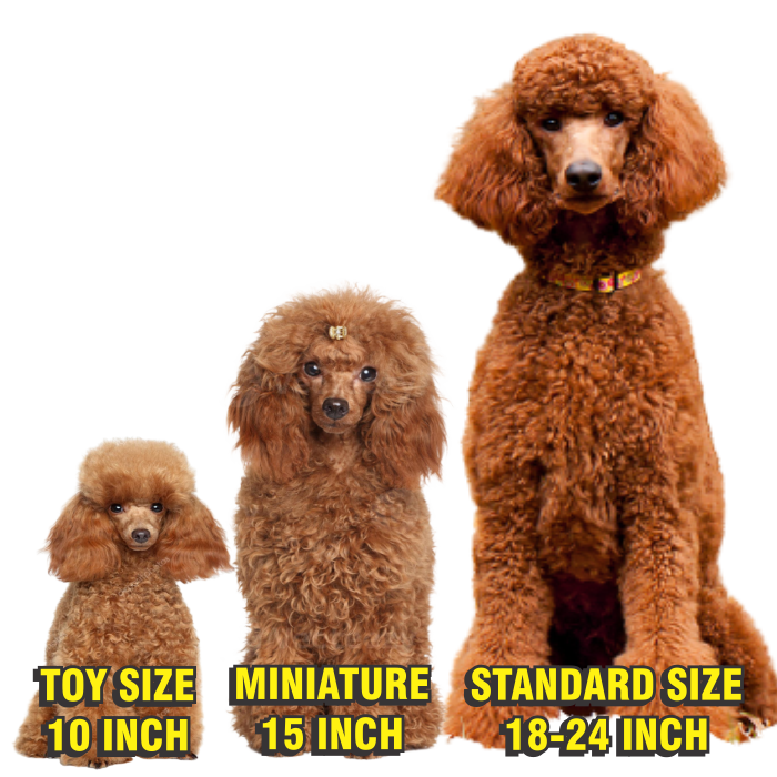 giant poodles golden doodles labradoodles puppies india