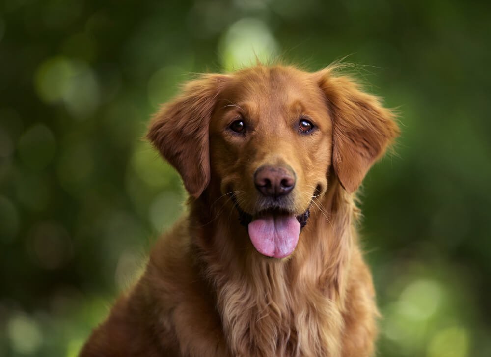 Your Guide to Finding the Perfect Goldendoodle Puppies for Sale in Delhi, Bangalore / Bengaluru