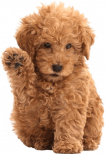 Standard poodle puppies near me