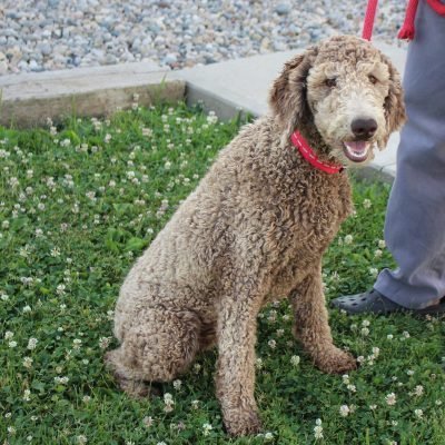 Goldendoodle puppies for sale